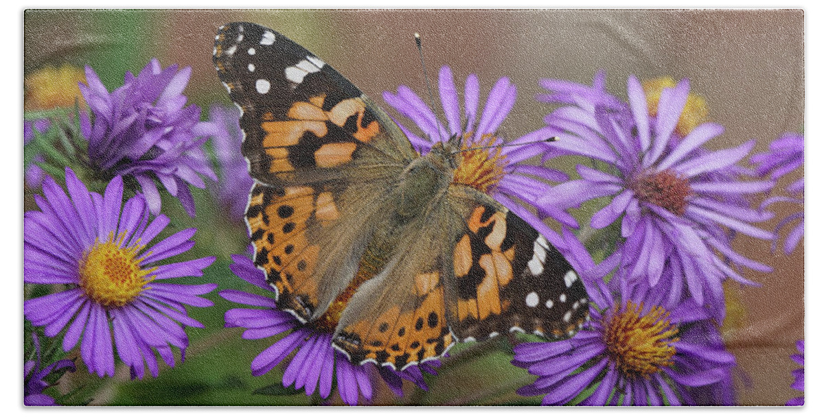 Painted Lady Bath Towel featuring the photograph Painted Lady Butterfly and Aster Flowers 4x3 by Robert E Alter Reflections of Infinity