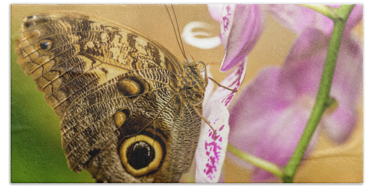 Painted Bath Sheet featuring the photograph Painted Lady Butterfly on Orchid 2 by Steven Jones