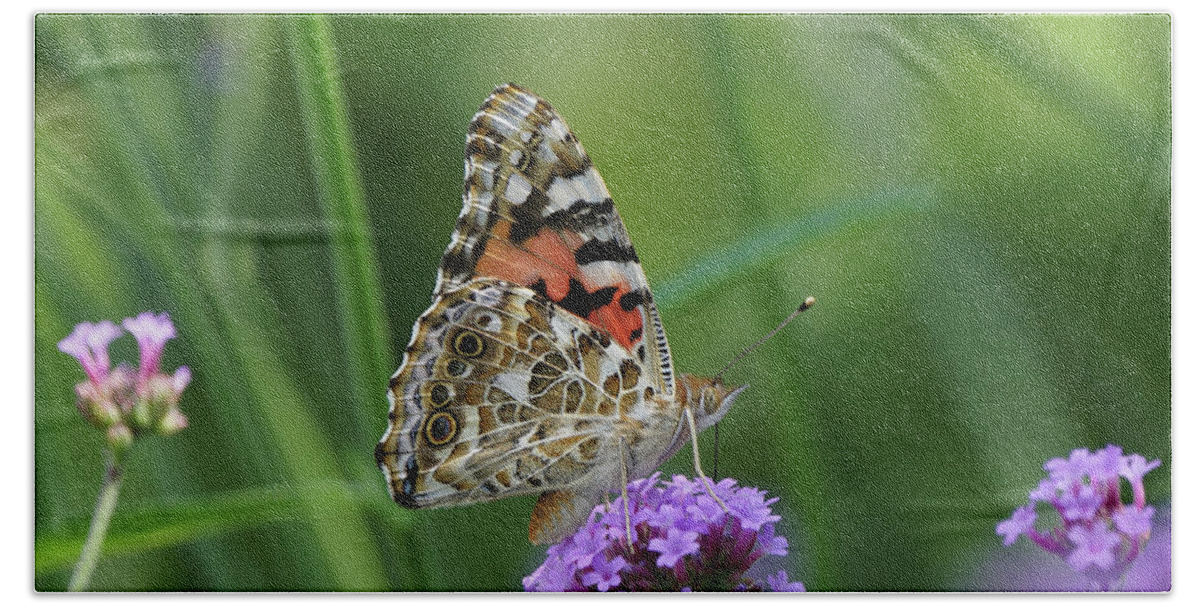 Painted Lady Hand Towel featuring the photograph Painted Lady Butterfly on Verbena by Robert E Alter Reflections of Infinity