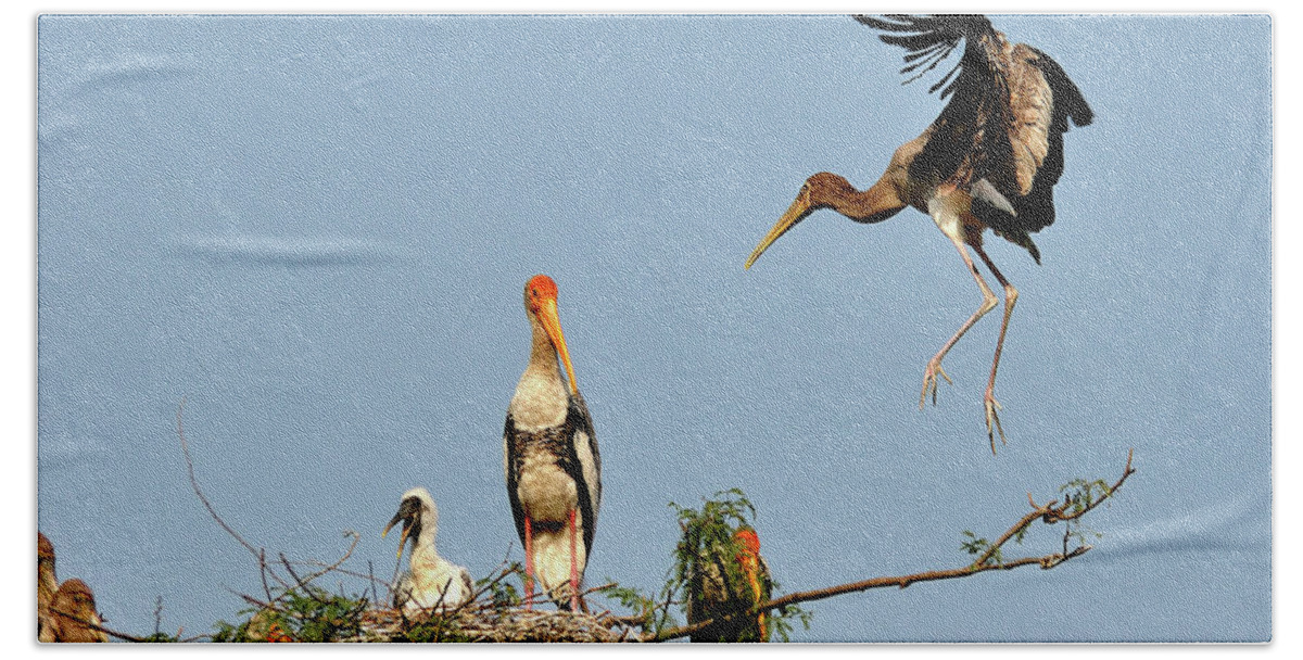Bird Bath Towel featuring the photograph Painted Stork by Manjot Singh Sachdeva