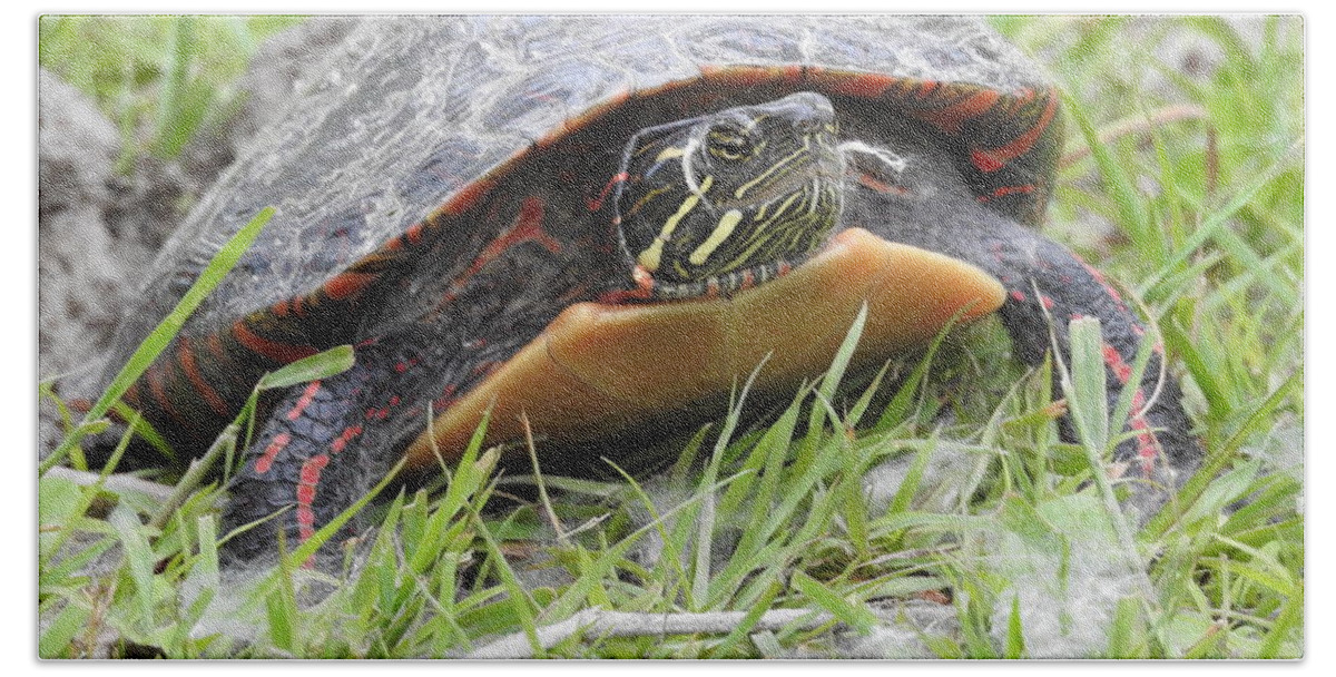 Turtle Hand Towel featuring the photograph Painted Turtle by Betty-Anne McDonald
