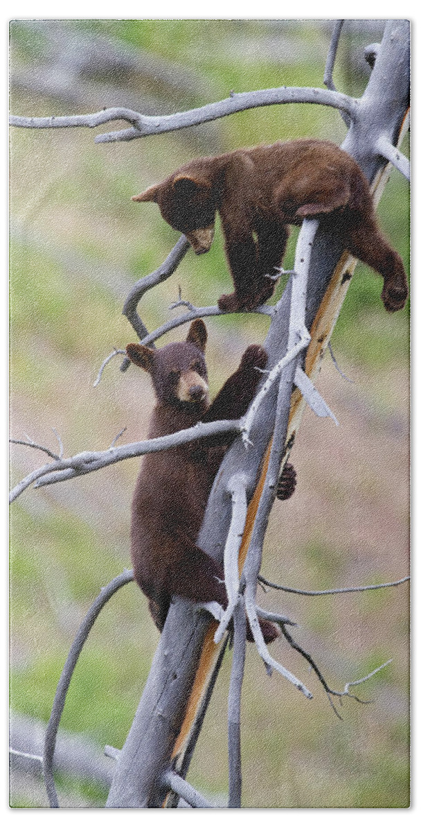 Bear Bath Towel featuring the photograph Pair of Bear Cubs in a Tree by Mark Miller