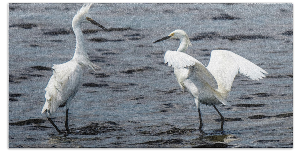 Egrets Hand Towel featuring the photograph Pair of Snowy Egrets by William Bitman