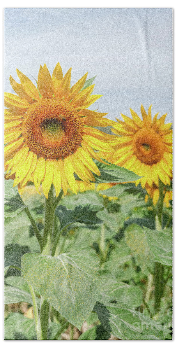 Sunflower Bath Towel featuring the photograph Pair of Sunflowers by Anastasy Yarmolovich