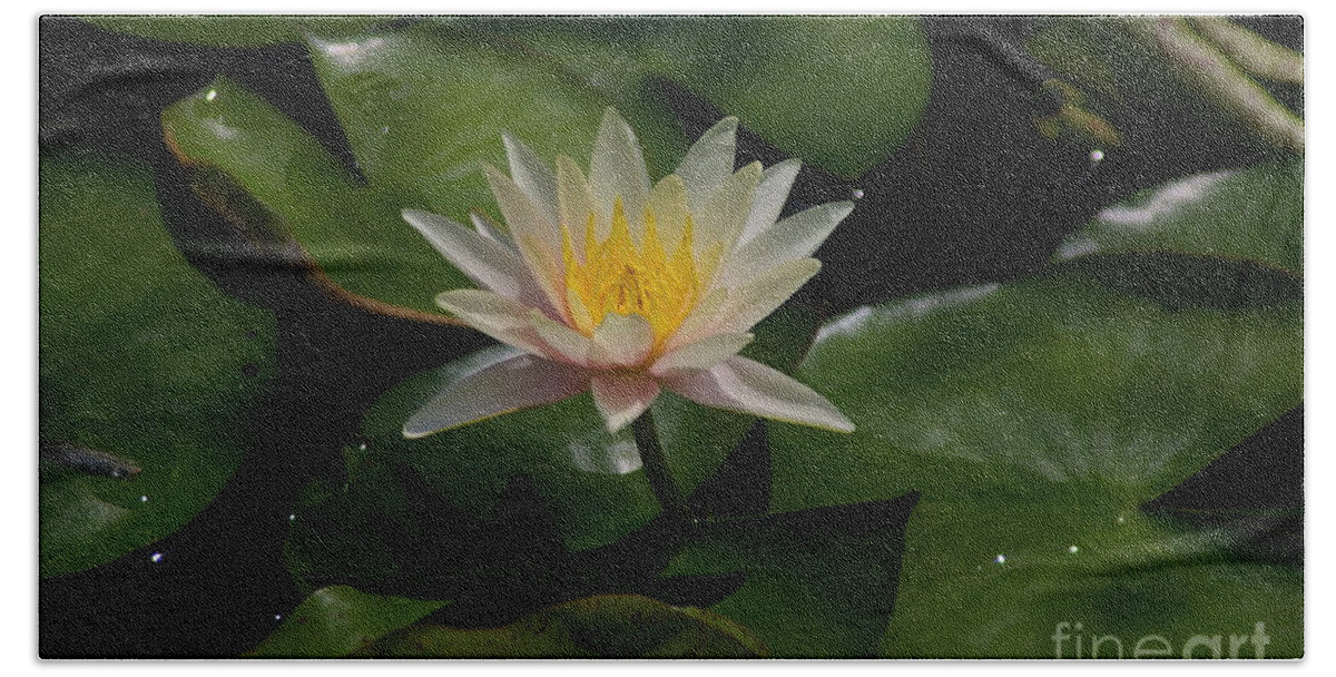 Pale Bath Towel featuring the photograph Pale Pink and Yellow Lotus Waterlily by Jackie Irwin