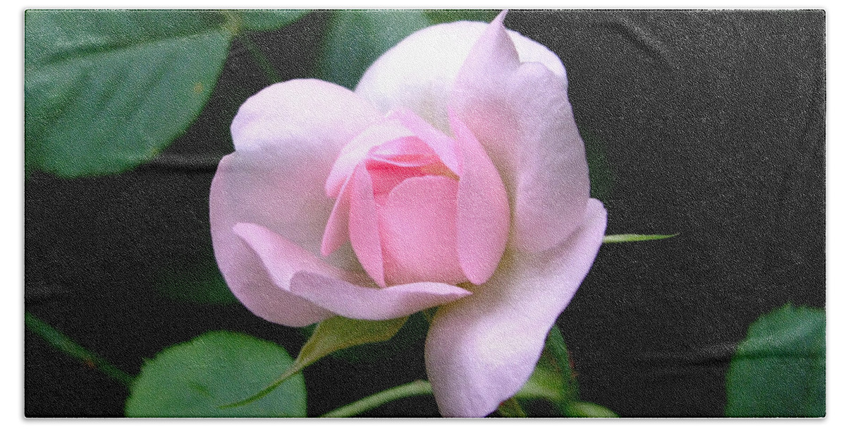 Pink Bath Towel featuring the photograph Pale Pink Rose by Julia Underwood