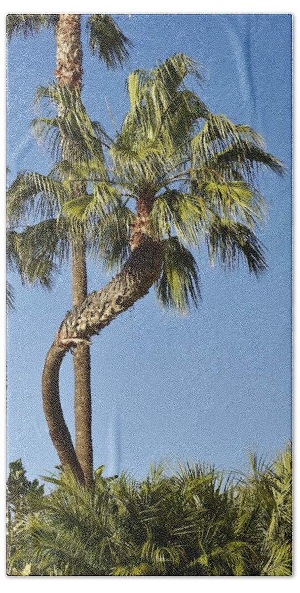 Linda Brody Bath Towel featuring the photograph Palm Tree Needs A Chiropractor by Linda Brody