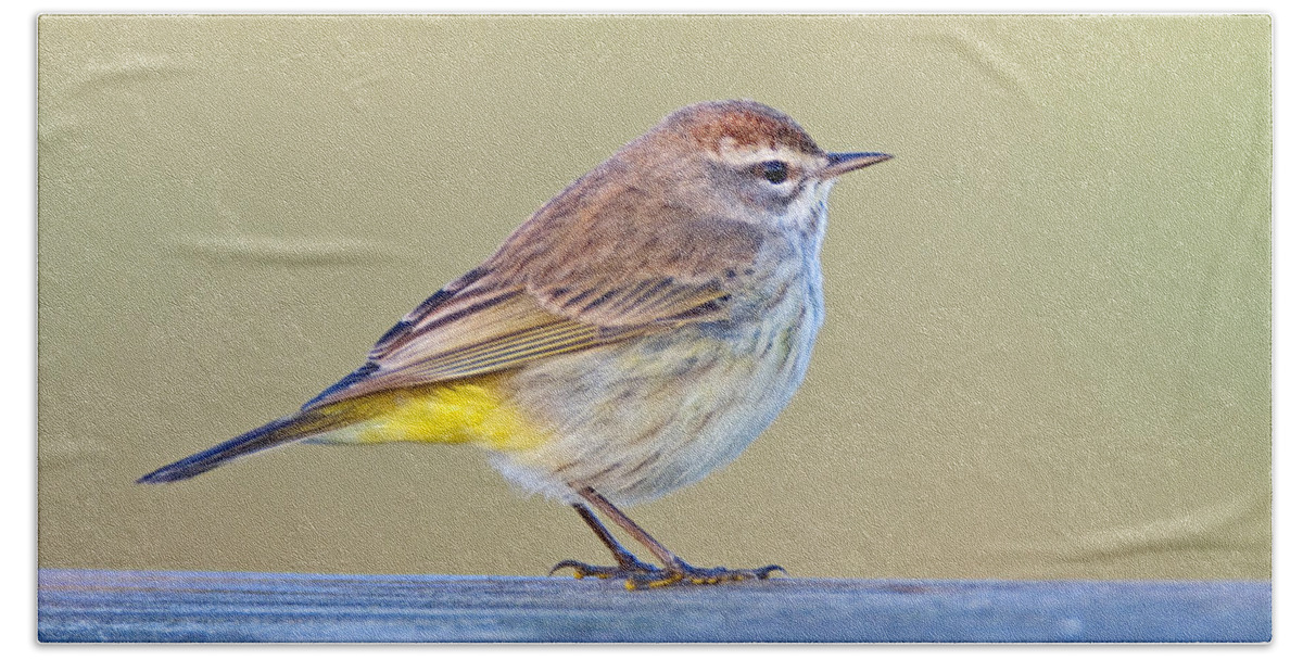 Palm Warbler Bath Towel featuring the photograph Palm Warbler by John Harmon