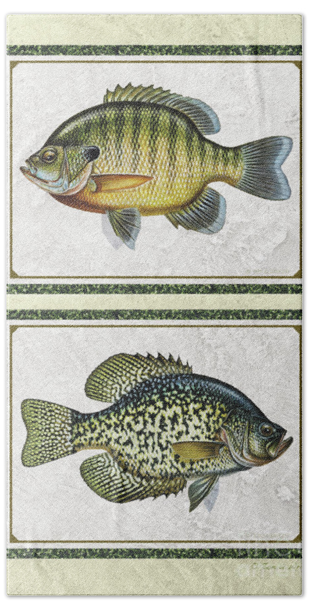 Jon Q Wright Crappie Bluegill Sunfish Id Fishing Fish Poster Print Lake Bath Towel featuring the painting Panfish ID by Jon Q Wright