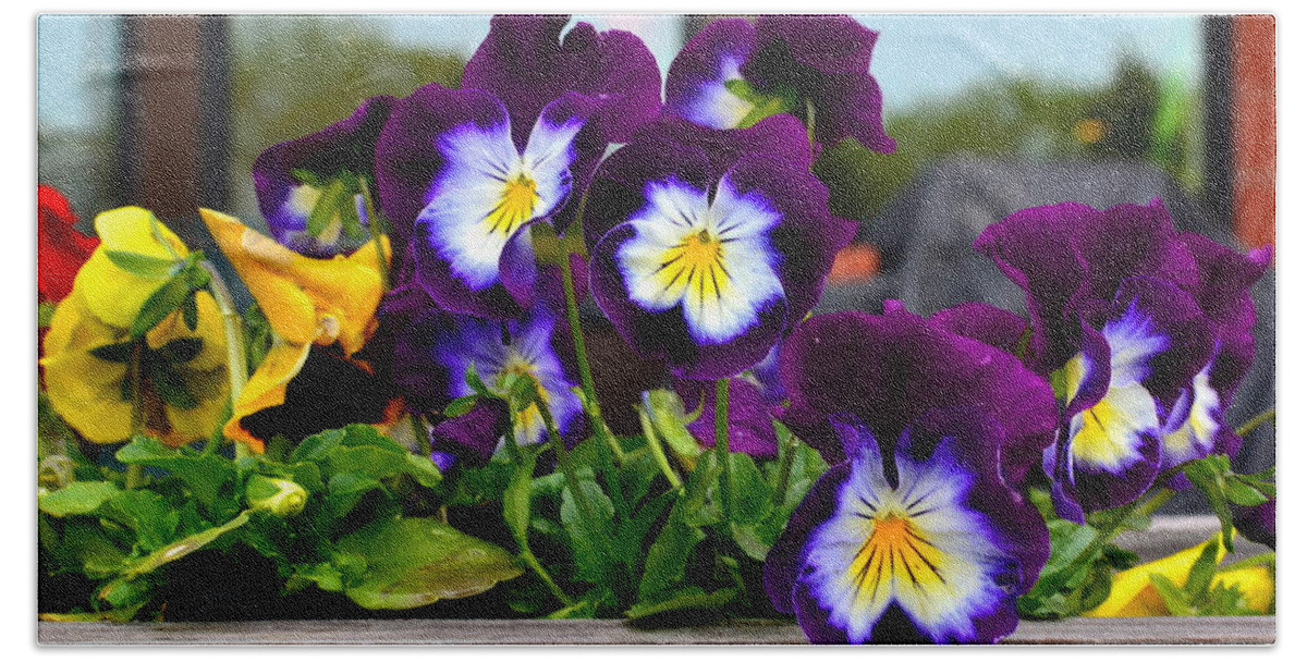 Pansy Bath Towel featuring the photograph Pansies by Colleen Phaedra