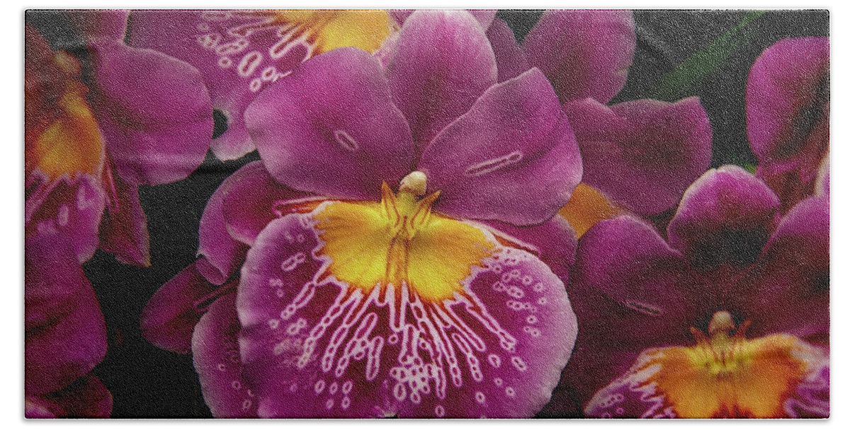 Pink Hand Towel featuring the photograph Pansy Orchid by Garry Gay