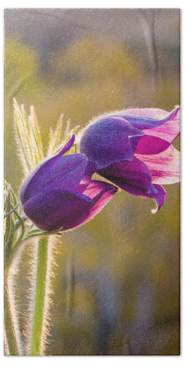 Victor Kovchin Bath Towel featuring the photograph Pasque Flower. Spring in Altai by Victor Kovchin