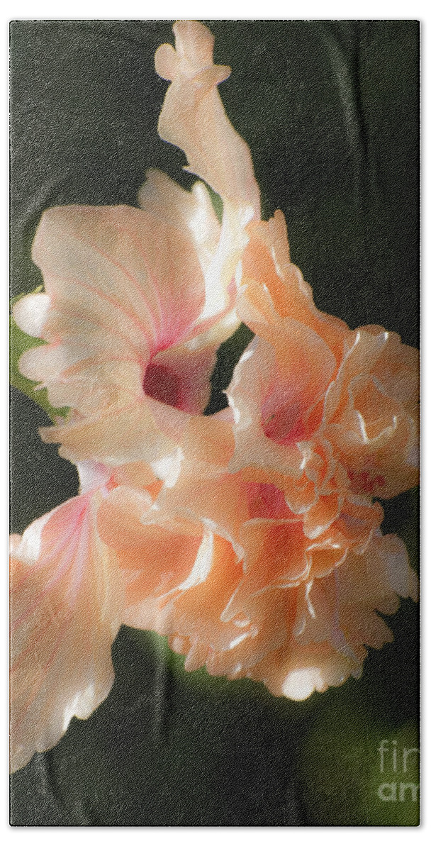 Hibiscus Bath Towel featuring the photograph Peach Bliss by Ken Frischkorn