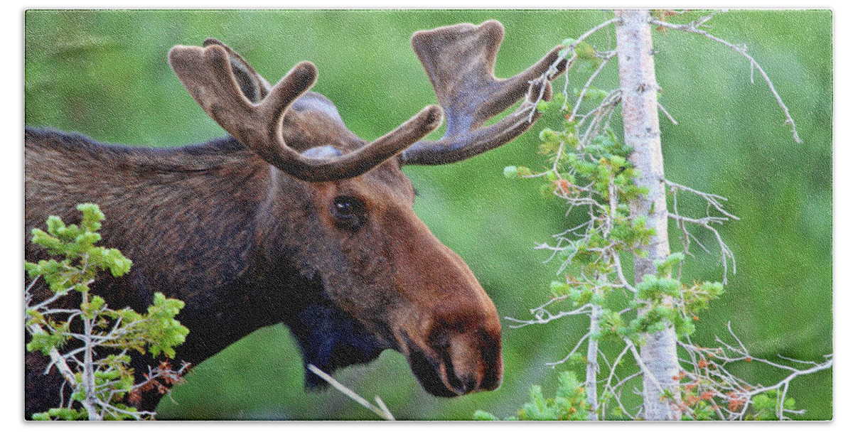 Moose Hand Towel featuring the photograph Peaking Moose by Scott Mahon