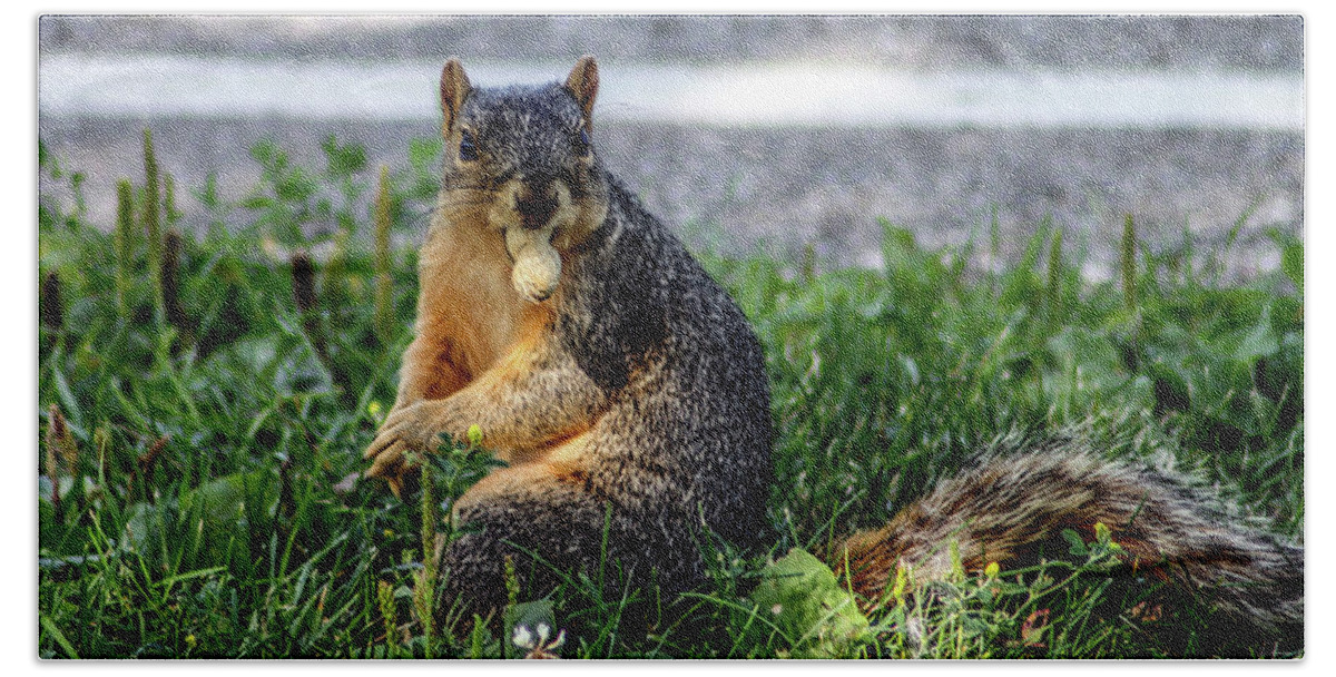 Brown Squirrel Hand Towel featuring the photograph Peanut by Joann Copeland-Paul