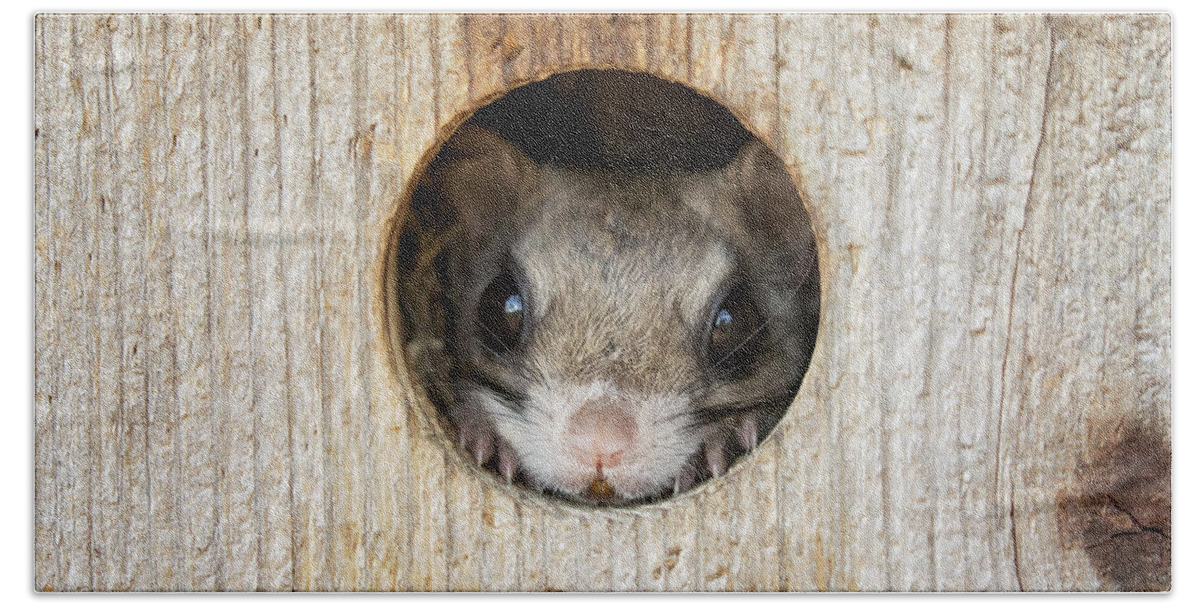 Flying Squirrel Bath Towel featuring the photograph Peek-a-Boo by Eilish Palmer