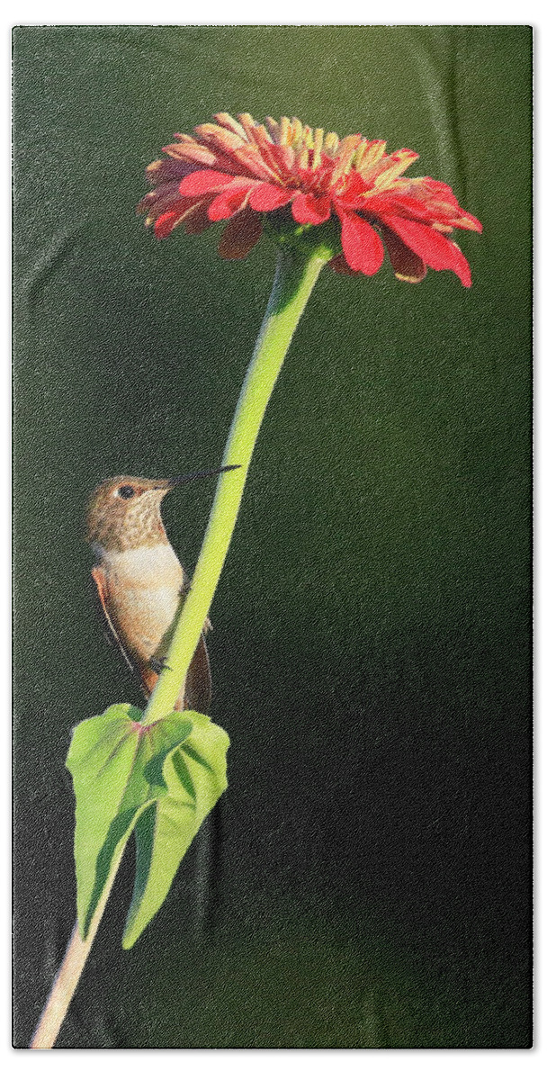 Anna's Hummingbird Hand Towel featuring the photograph Peeking Around the Flower by Steve McKinzie