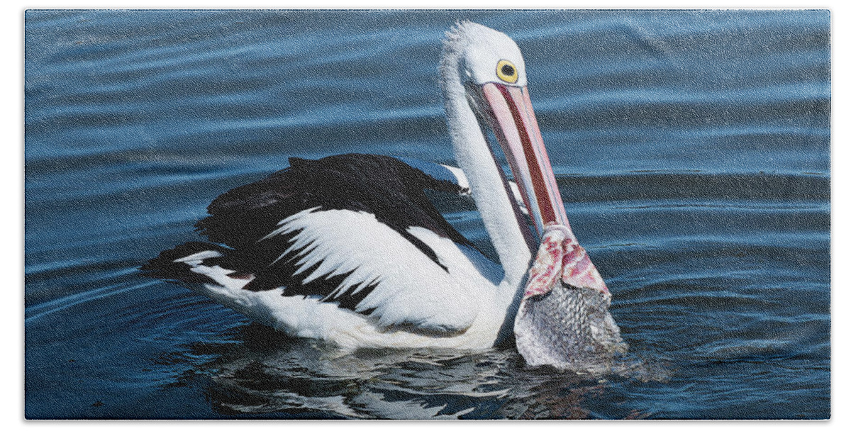 Pelican Photography Bath Towel featuring the photograph Pelican fishing 6661 by Kevin Chippindall