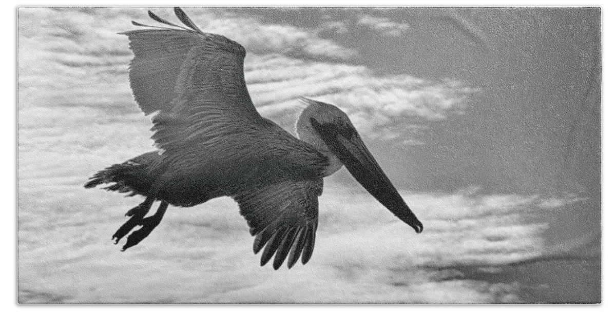 Animals Bath Towel featuring the photograph Pelican in Flight by AJ Schibig