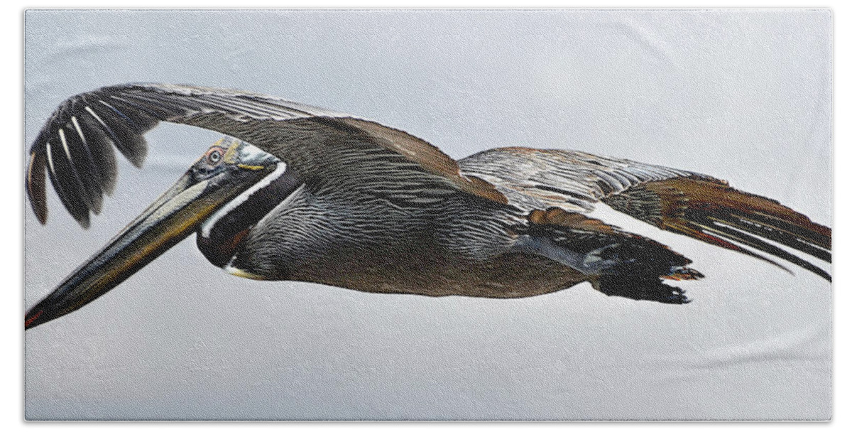 Pelican Hand Towel featuring the photograph Pelican in Flight by WAZgriffin Digital