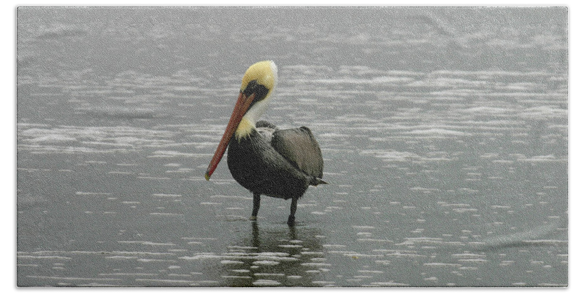 Pelican In The Water Bath Towel featuring the photograph Pelican in the Water by Anthony Jones