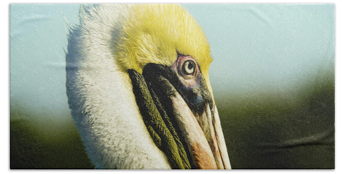 Pelican Hand Towel featuring the photograph Pelican by Jason Hughes