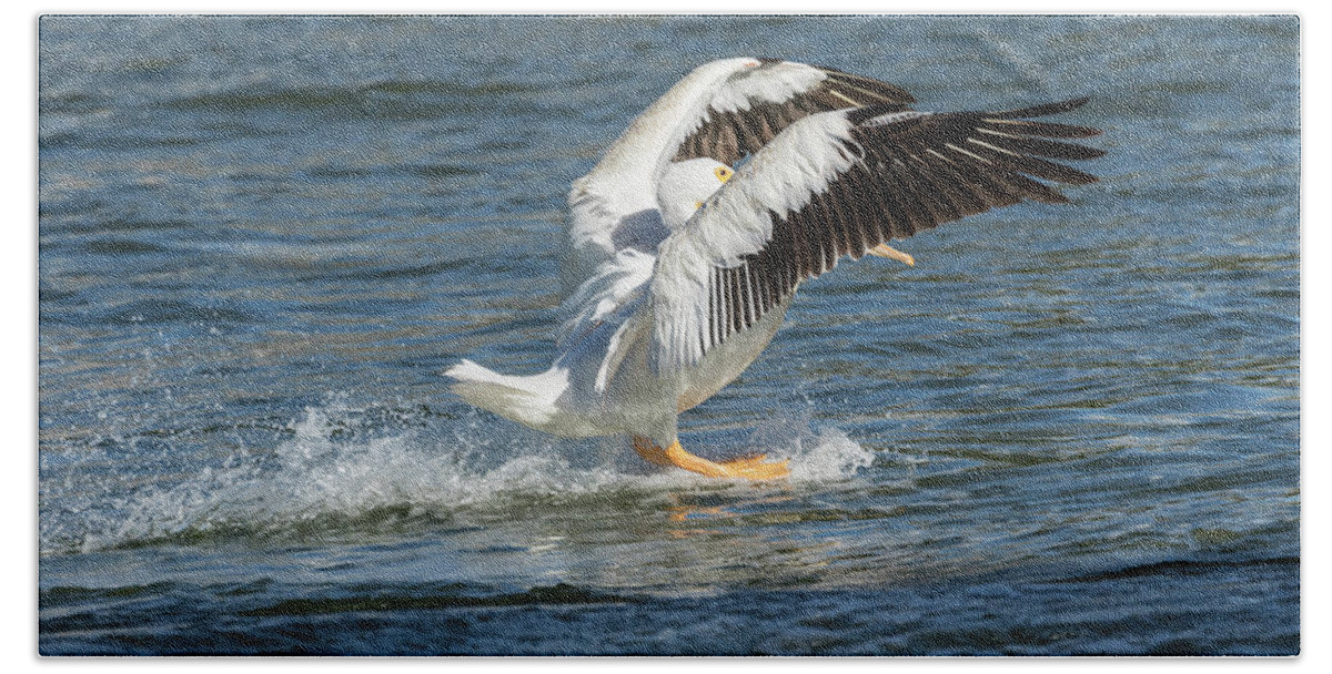 American White Pelican Bath Towel featuring the photograph Pelican Landing 2016 by Thomas Young