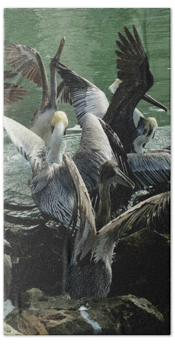 Pelicans Hand Towel featuring the photograph Pelican Mosh Pit by Steve Sperry