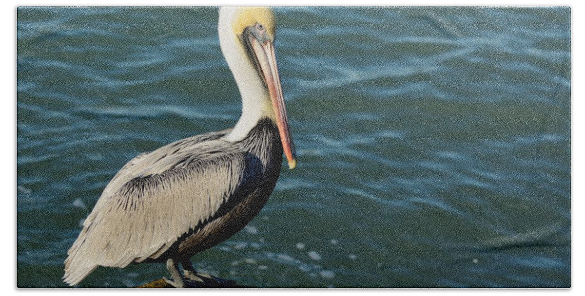 Pelican Hand Towel featuring the photograph Pelican on a rock by Bradford Martin