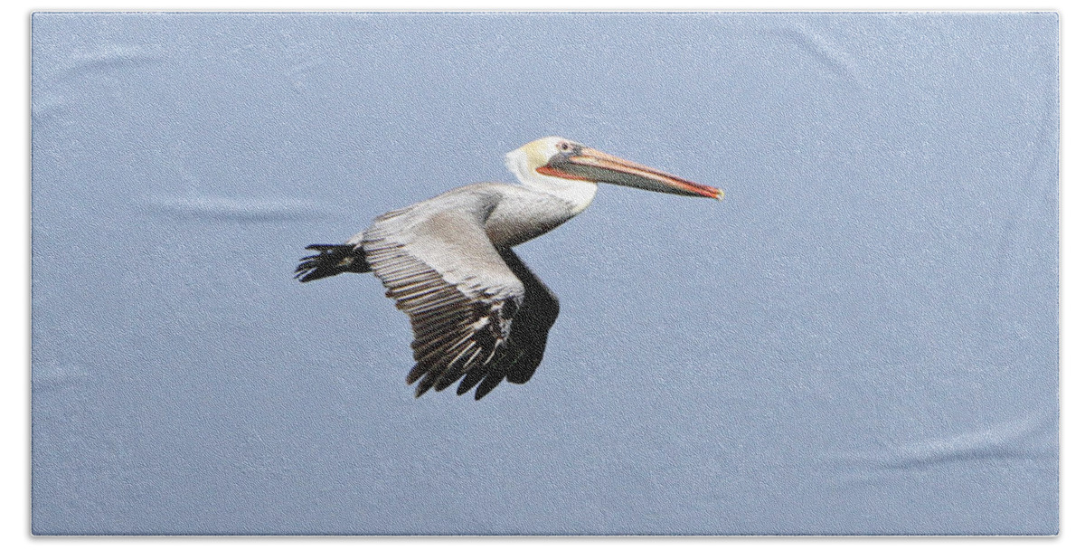 Pelican Bath Towel featuring the photograph Pelican on the Wing by Shoal Hollingsworth