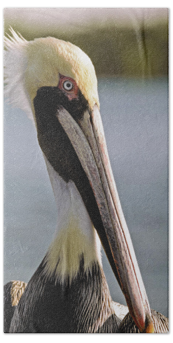 American Brown Pelican Bath Towel featuring the photograph Pelican Portrait by Sally Weigand