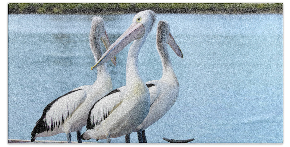 Pelicans Australia Bath Towel featuring the photograph Pelicans 6663. by Kevin Chippindall
