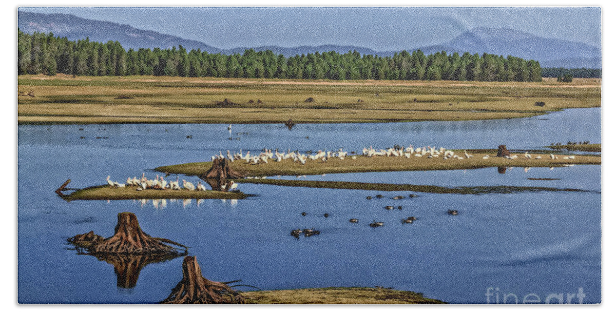 Wild Bath Towel featuring the photograph Pelicans Gathering by Robert Bales