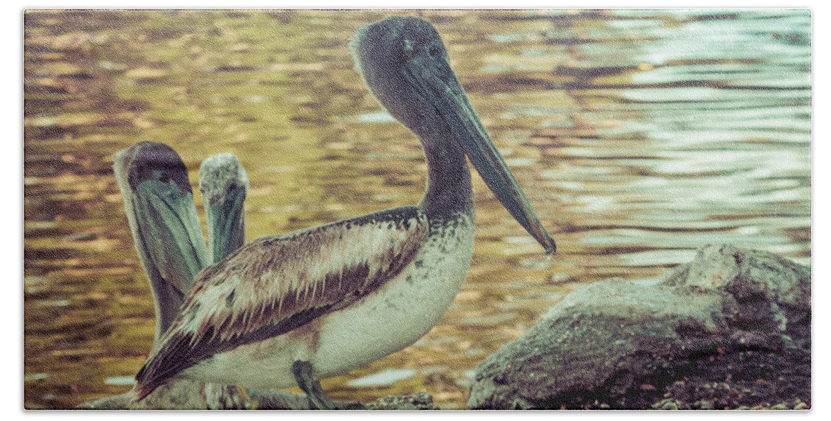 Florida Pelican Bath Towel featuring the photograph Pelicans On Rocks 3 by Debra Forand
