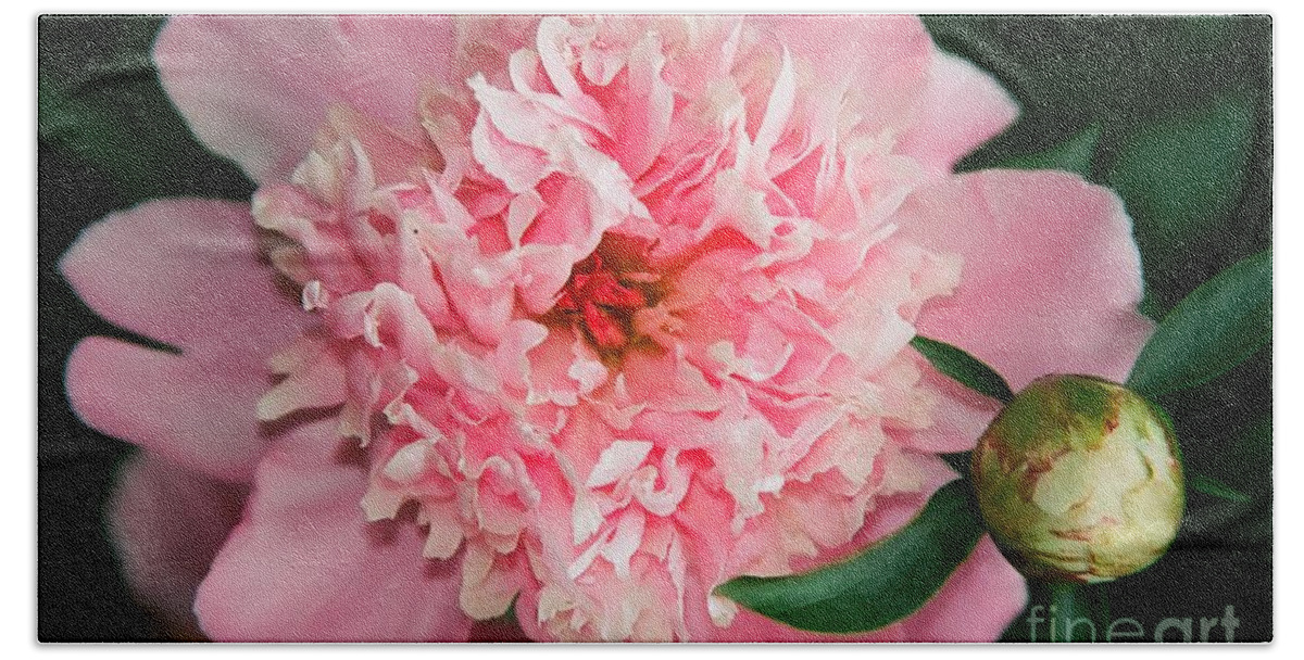 Flowers Bath Towel featuring the photograph Peony and Bud by Kathy McClure