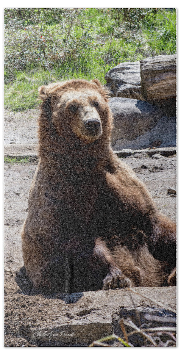 Brown Bear Hand Towel featuring the photograph People Watching by ChelleAnne Paradis