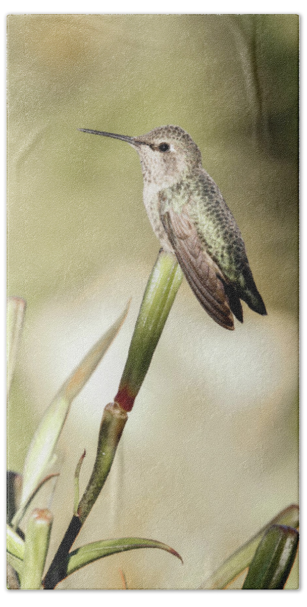 Hummingbird Bath Towel featuring the photograph Perched Hummingbird On Flower by Athena Mckinzie
