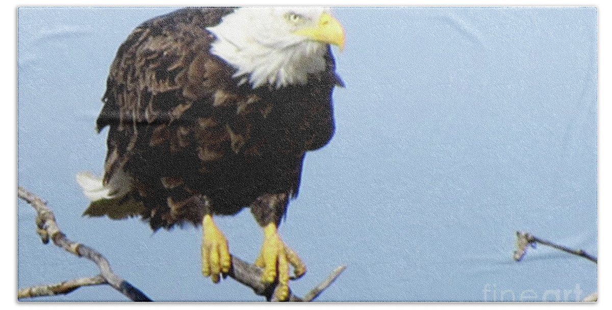 Bald Eagle Hand Towel featuring the photograph Perched on a Tree by Mary Mikawoz