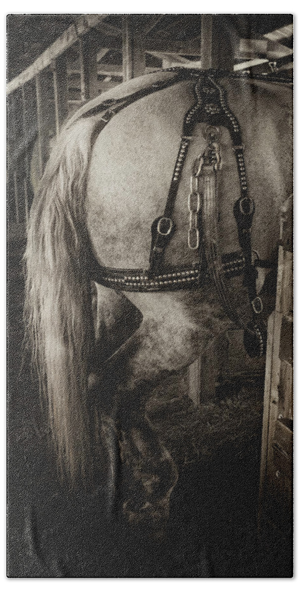 Horse Hand Towel featuring the photograph Percheron Draft Horse by Theresa Tahara