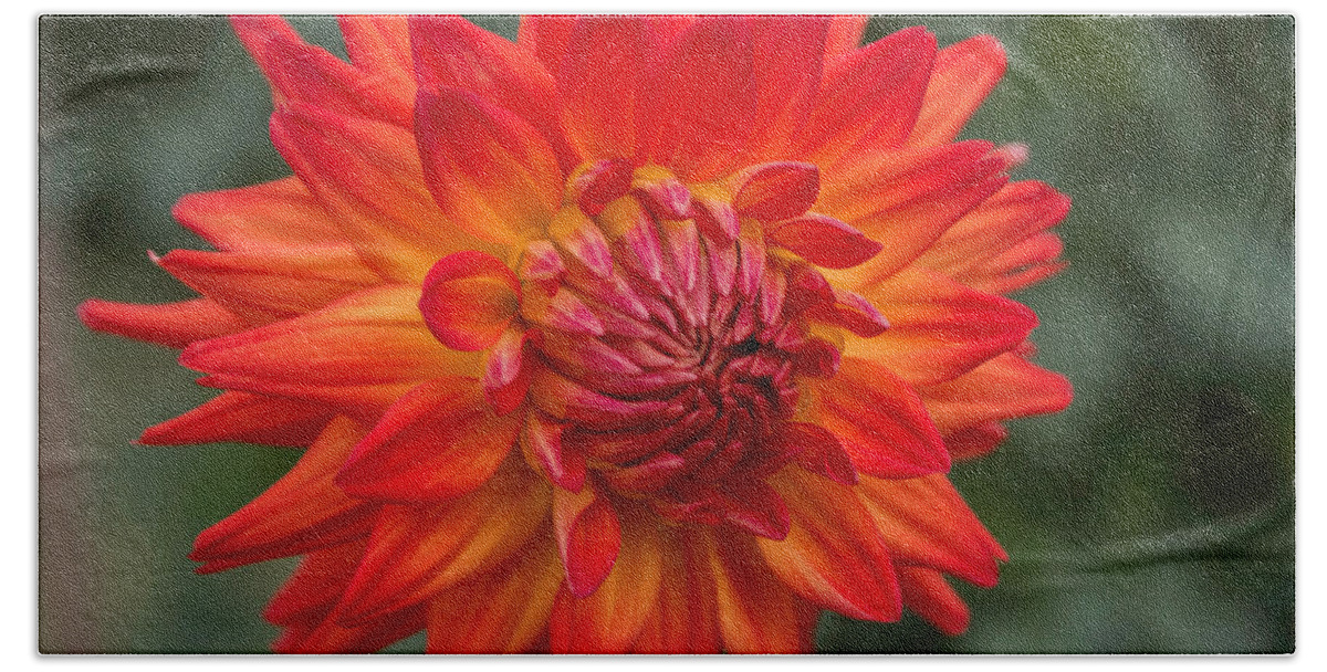 Florals Hand Towel featuring the photograph Perfectly Dahlia by Arlene Carmel