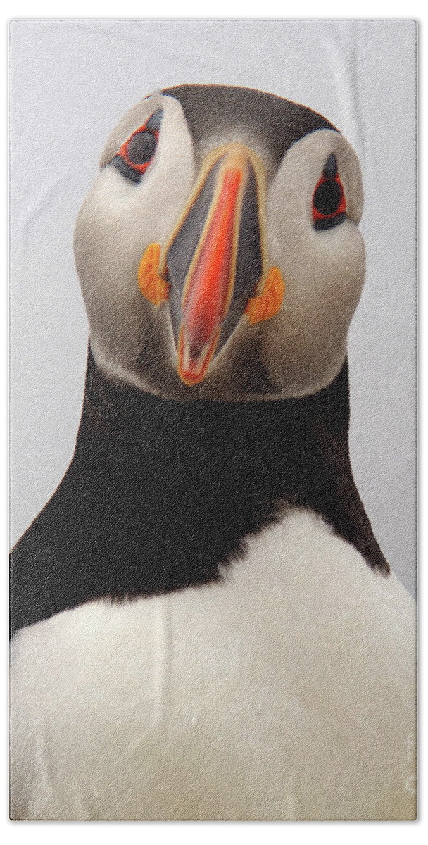 Puffin Hand Towel featuring the photograph Peter the Puffin by Jane Axman