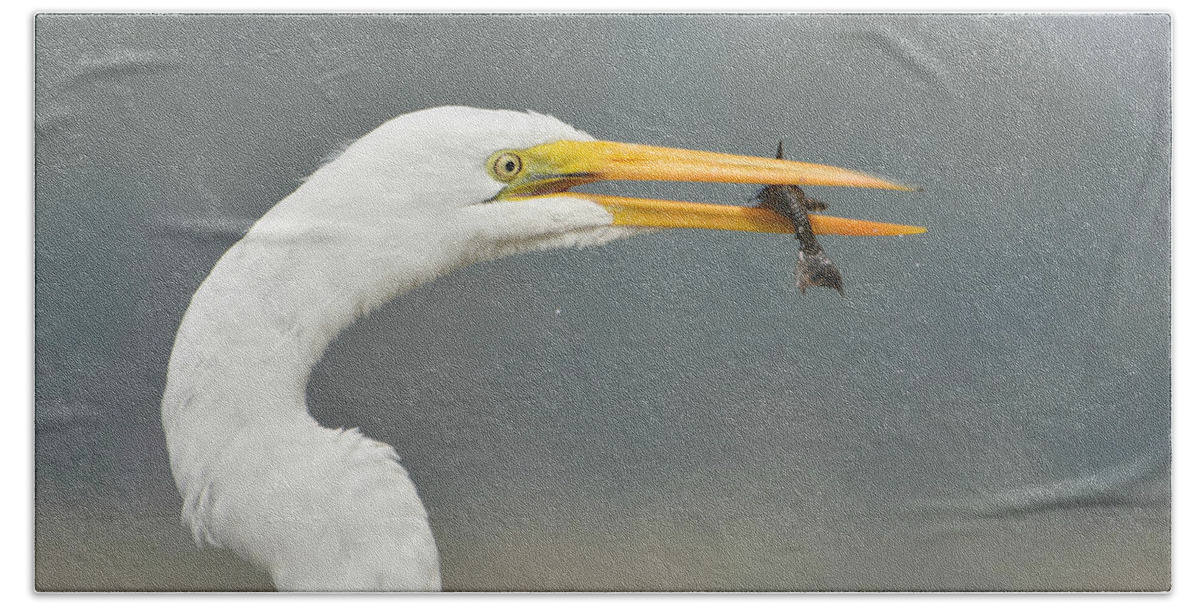 Great White Egret Bath Towel featuring the photograph Petite Appetizer by Fraida Gutovich