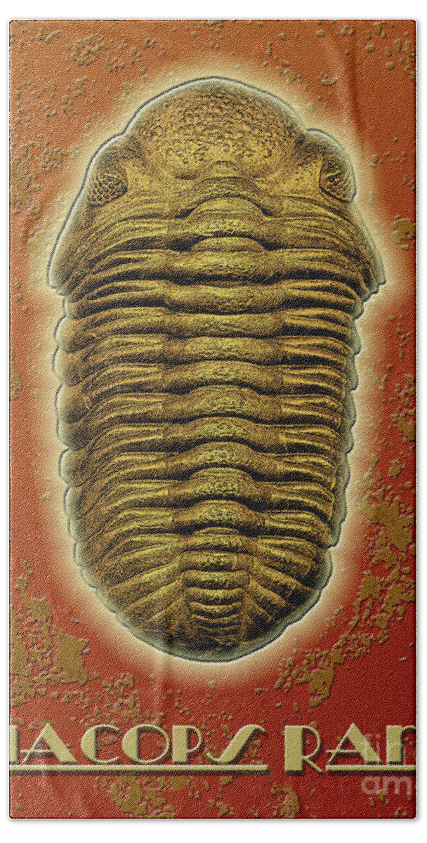 Trilobite Hand Towel featuring the photograph Phacops Rana Crassituberculata by Melissa A Benson