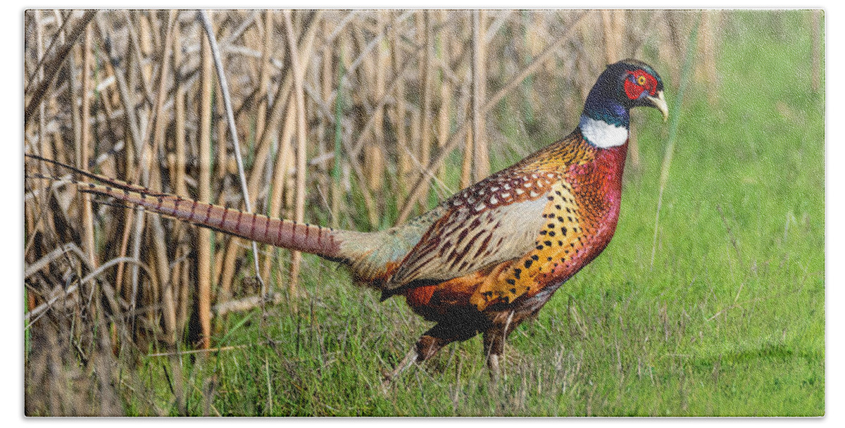 Ring-necked Pheasant Hand Towel featuring the photograph Pheasant Cock by Kathleen Bishop