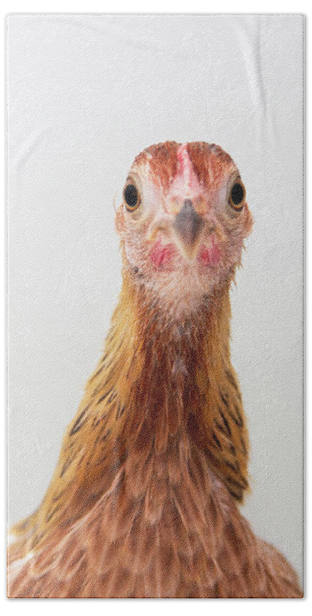 Chickens Bath Towel featuring the photograph Phoenix Chicken by Jeannette Hunt
