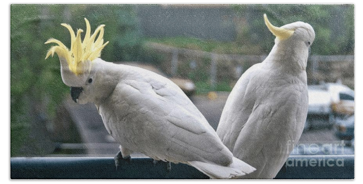 Daylight Bath Towel featuring the photograph Photo Series -Two amorous Australian Sulphur Crested Cockatoos f by Geoff Childs