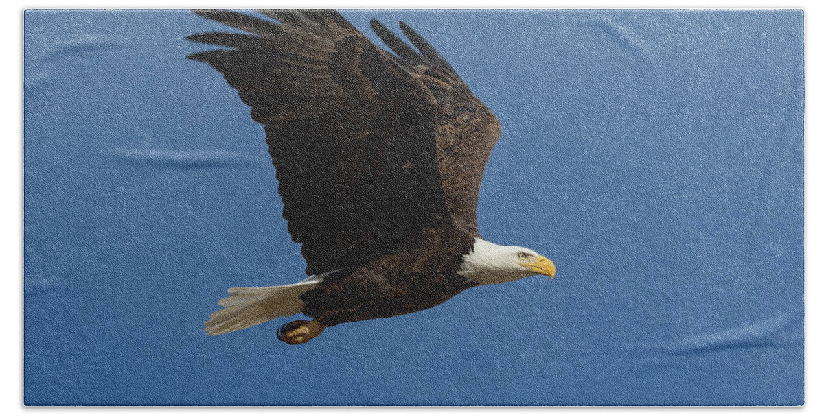 Bald Eagle Hand Towel featuring the photograph Picture Perfect Bald Eagle Flyby by Tony Hake