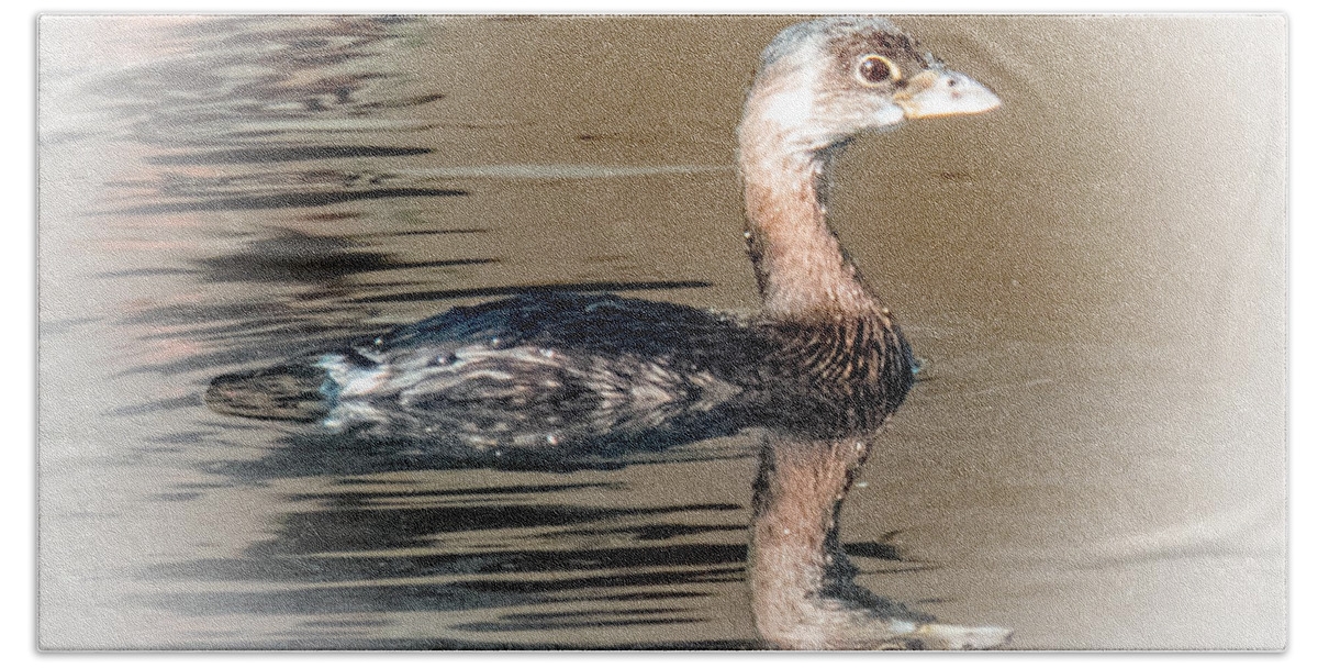 Wildlife Hand Towel featuring the photograph Pied-billed Grebe by T Guy Spencer