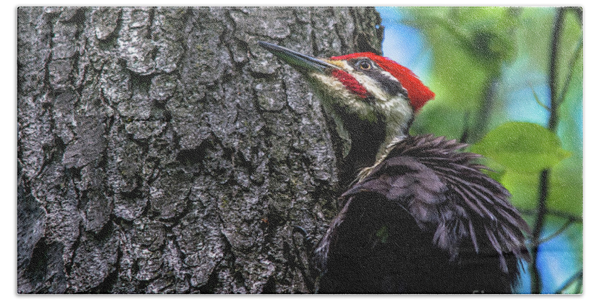 Cheryl Baxter Photography Hand Towel featuring the photograph Pileated Woodpecker Looking Up by Cheryl Baxter