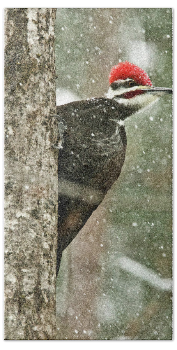 Woodpecker Bath Towel featuring the photograph Pileated Woodpecker on a Snowy Day by Michael Peychich
